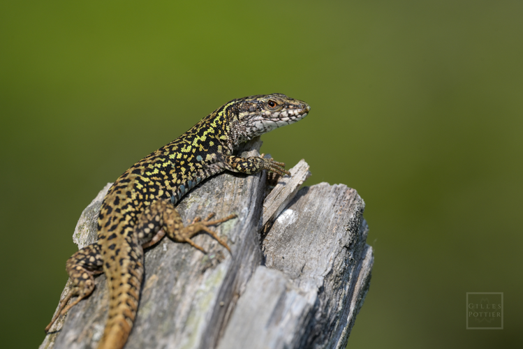 Podarcis muralis, ♂ présentant quelques nuances verdâtres (Montgaillard, Hautes-Pyrénées) &copy; Gilles Pottier