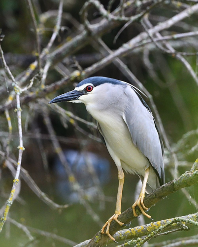 Bihoreau gris adulte, avril 2023, Portet-sur-Garonne 31 &copy; Jean-Marc L'Hermite
