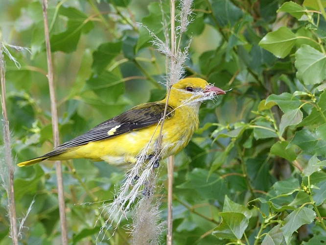 Loriot fem en construction de nid, 21 mai 2023, Roques-sur-Garonne 31 &copy; Jean-Marc L'Hermite