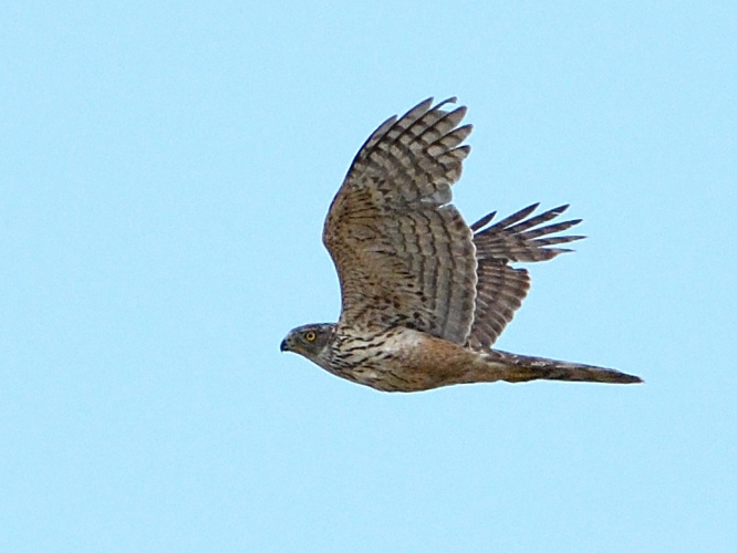Autour des palombes immatures, Portet-sur-Garonne 31, 20 mai 2023 &copy; Jean-Marc L'Hermite