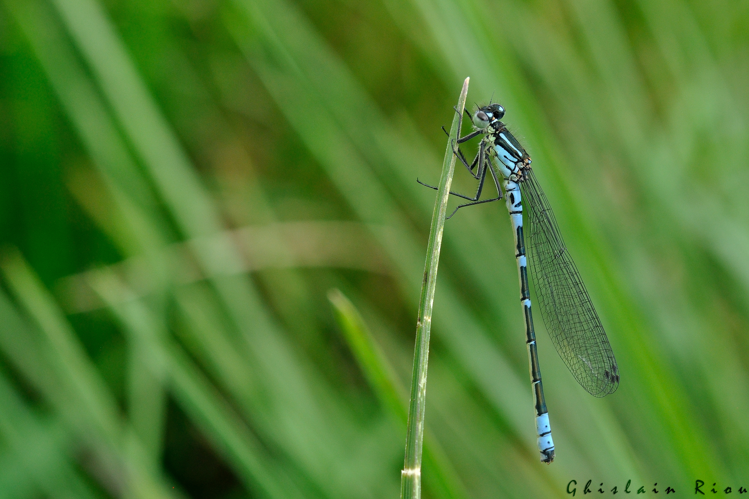 Coenagrion lunulatum mâle, 27 mai 2023, St-Chély-d'Aubrac 12 &copy; Ghislain Riou