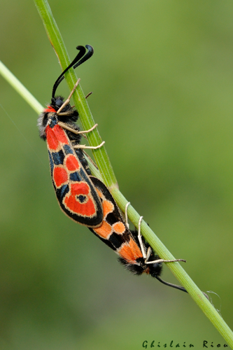 Accouplement Zygaena fausta, 25 mai 2023, Vindrac-Alayrac 81 &copy; Ghislain Riou