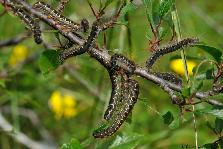 colonie de chenilles d'Eriogaster lanestris, 25 mai 2023, St-Antonin-Noble-Val 82 &copy; Ghislain Riou