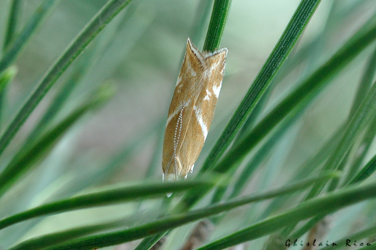Orophia sordidella, 8 juin 2023, Lesparrou 09 &copy; Ghislain Riou