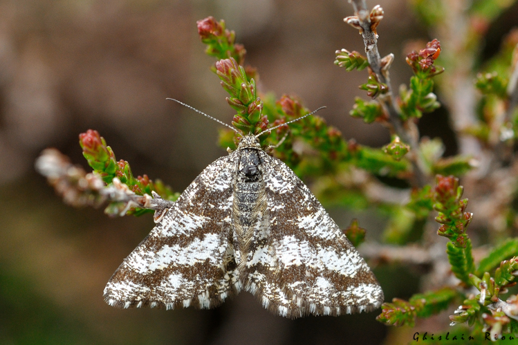Ematurga atomaria, 13 juin 2023, Cazaux-Dessus 65 &copy; Ghislain Riou