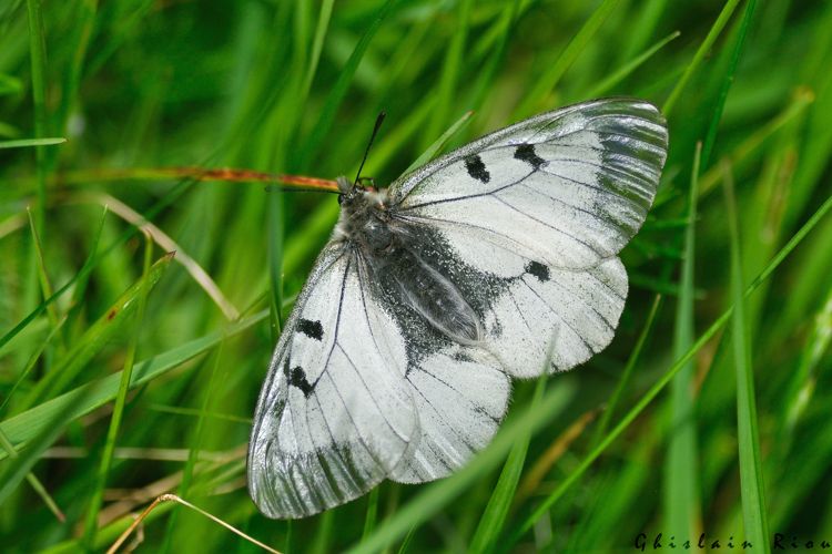 Parnassius mnemosyne, 16 juin 2023, Bordères-Louron 65 &copy; Ghislain Riou