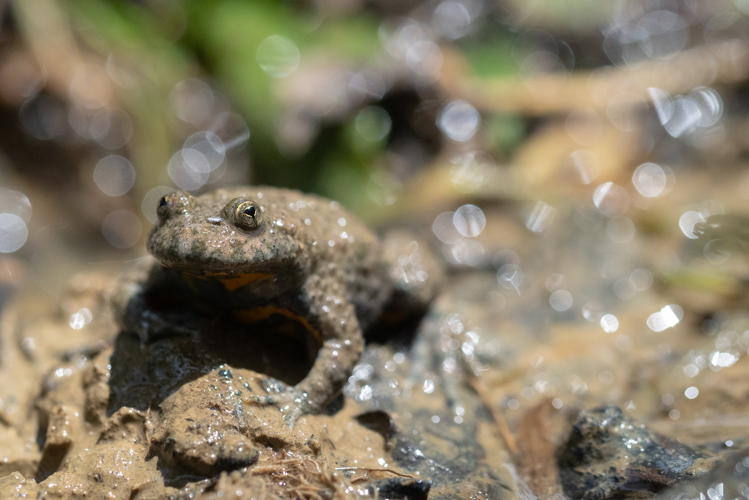 Sonneur à ventre jaune - Bombina variegata (Lissac-et-mouret, Lot). 18/06/2023 &copy; Simon Combet
