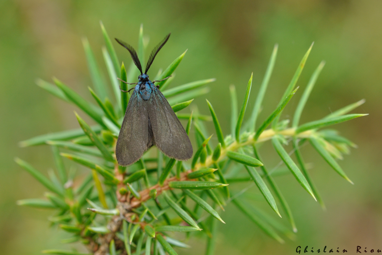 Rhagades pruni mâle, 4 juillet 2023, Lalbenque 46 &copy; Ghislain Riou