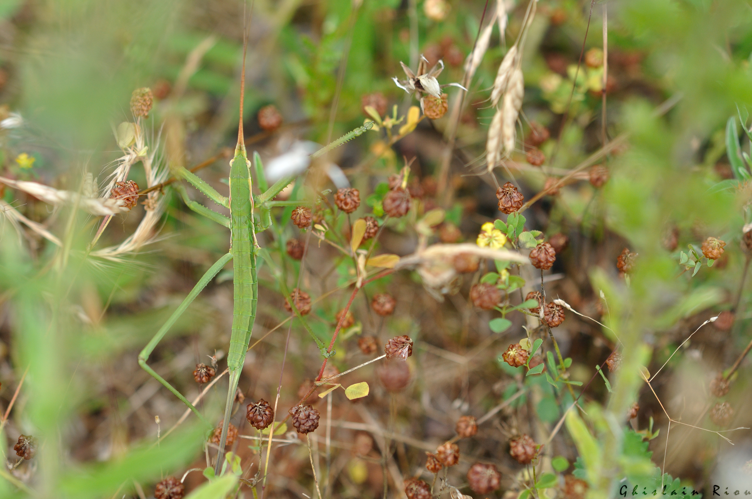 Saga pedo larve, 5 juillet 2023, Penne 81 &copy; Ghislain Riou