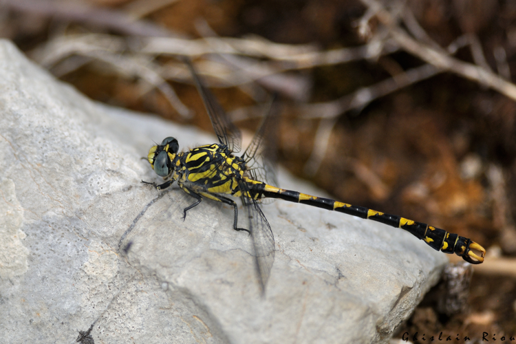 Onychogomphus uncatus mâle, 5 juillet 2023, Larroque 81 &copy; Ghislain Riou