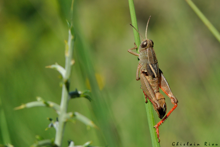 Paracaloptenus bolivari mâle, 7 juillet 2023, Lesparrou 09 &copy; Ghislain Riou