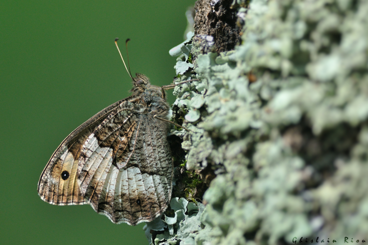 Hipparchia fagi, 7 juillet 2023, Ventenac 09 &copy; Ghislain Riou