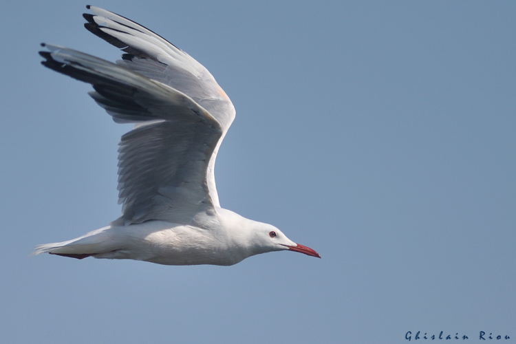 Goéland railleur ad, 15 juillet 2023, La Franqui (11) &copy; Ghislain Riou