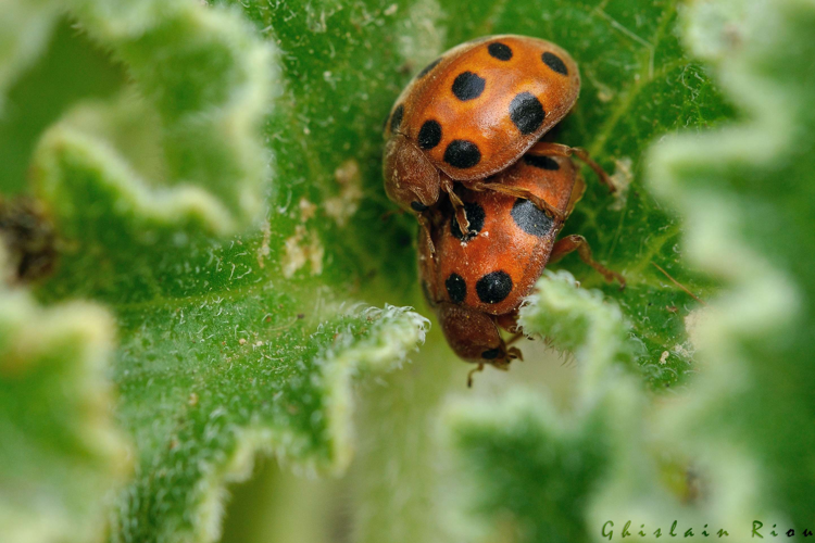Henosepilachna elaterii, 15 juillet 2023, La Franqui (11) &copy; Ghislain Riou