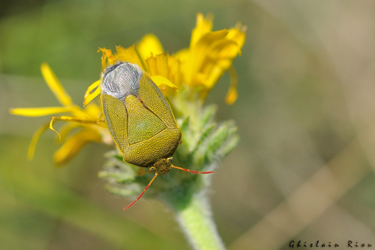 Piezodorus lituratus, août 2018, Larroque 81 &copy; Ghislain Riou