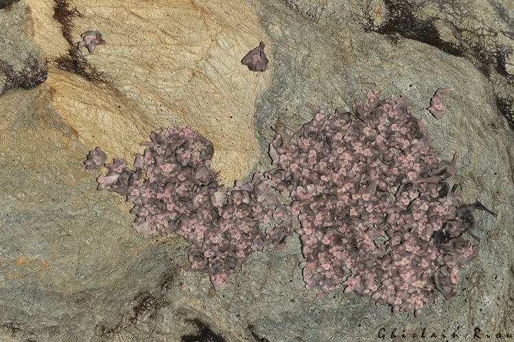 Jeunes Rhinolophes euryales et 3 adultes de Murin de Capaccinii (à droite), juillet 2015, Haut-Languedoc 34 &copy; Ghislain Riou