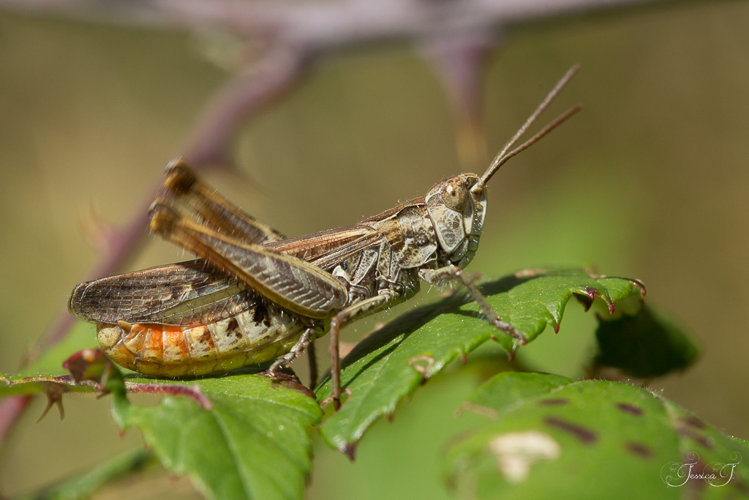 Gomphocerippus biguttulus, oct. 2018, Sinsat 09 &copy; Jessica Joachim
