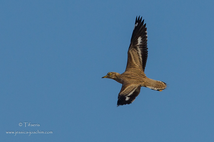Oedicnème criard en vol, nov. 2014, Ariège 09 &copy; Jessica Joachim