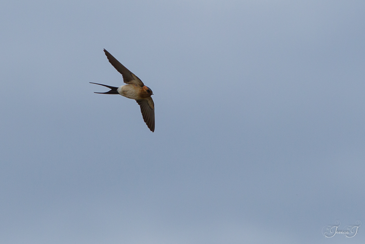 Hirondelle rousseline, avril 2018, Capestang 34 &copy; Jessica Joachim