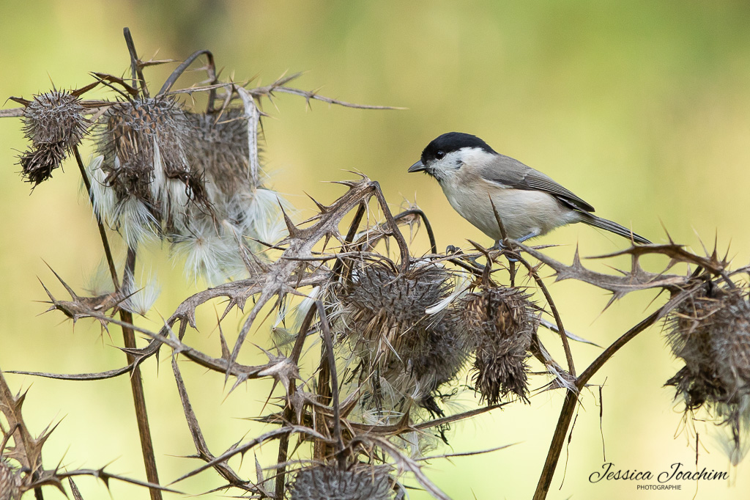 Mésange nonNette, oct. 2021, Pyrénées &copy; Jessica Joachim