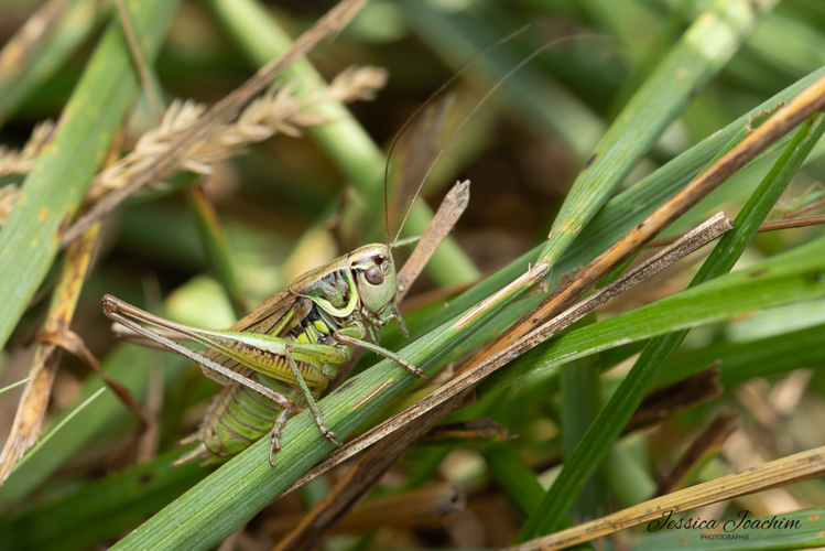 Roeseliana roeselii mâle, juil. 2022, L’Hospitalet-près-l’Andorre 09 &copy; Jessica Joachim