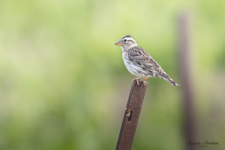 Moineau soulcie, mai 2023, Hérault 34 &copy; Jessica Joachim