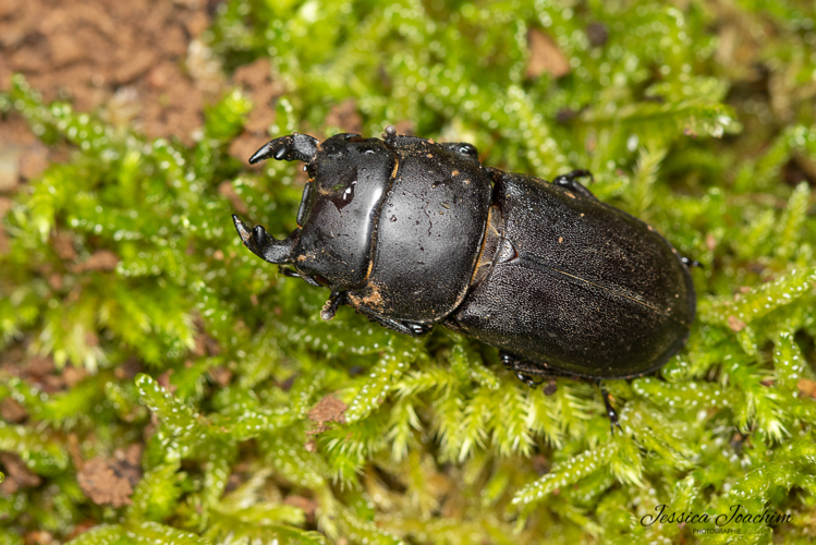 Dorcus parallelipipedus, juin 2021, le Travet 81 &copy; Jessica Joachim