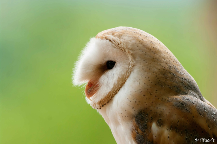 Effraie des clochers &copy; Jessica Joachim