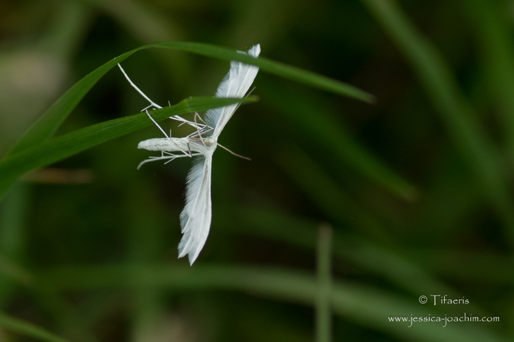 Pterophorus pentadactylus, mai 2015, St-Amadou 09 &copy; Jessica Joachim