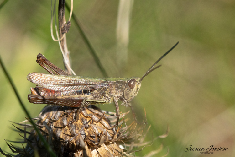 Chorthippus dorsatus, oct. 2021, Dourgne 81 &copy; Jessica Joachim