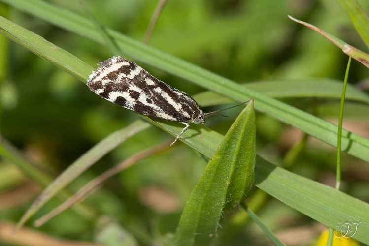 Emmelia trabealis, mai 2016, Mazères 09 &copy; Jessica Joachim