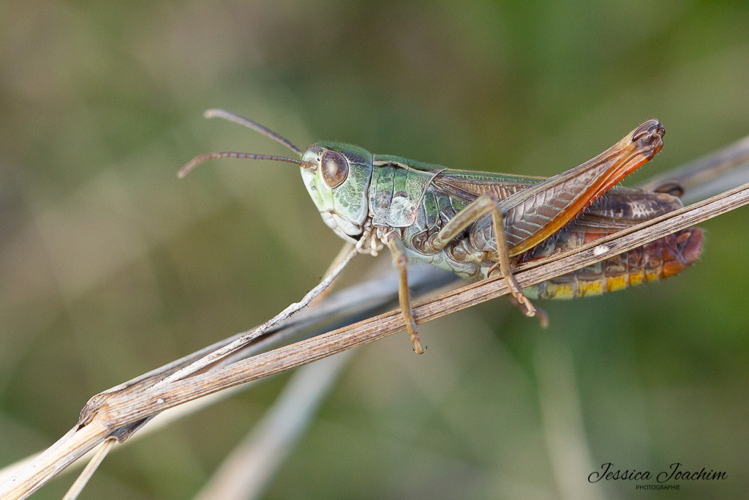 Stenobothrus nigromaculatus, oct. 2021, Ascou 09 &copy; Jessica Joachim