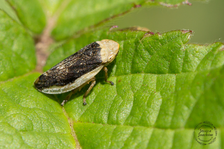 Philaenus spumarius, mai 2020, Sinsat 09 &copy; Jessica Joachim