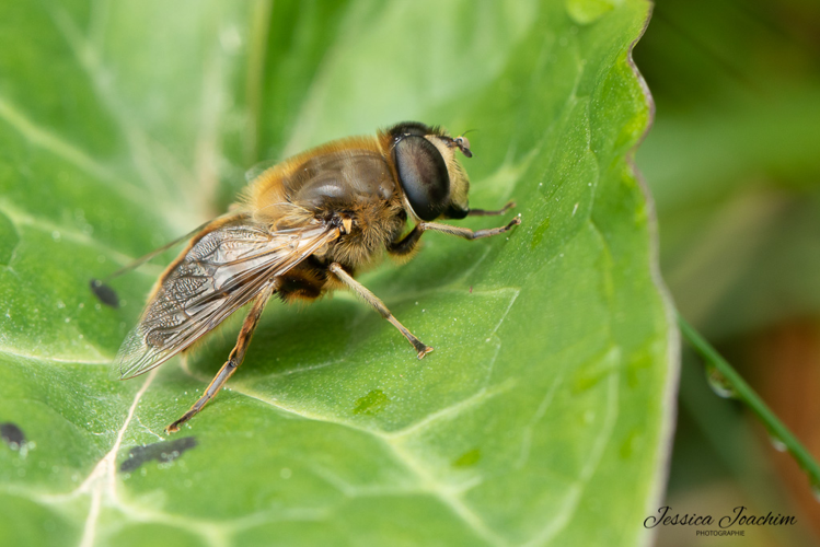 Eristalis tenax, avril 2022, Guitalens 81 &copy; Jessica Joachim