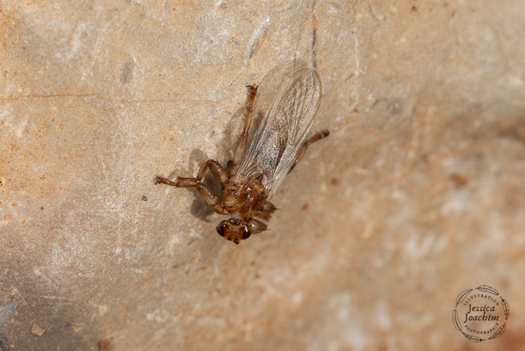 Lipoptena cervi, sept. 2020, Bruniquel 82 &copy; Jessica Joachim