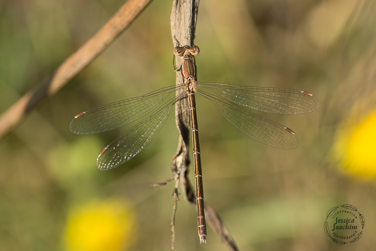 Lestes virens, août 2019, Mazères 09 &copy; Jessica Joachim
