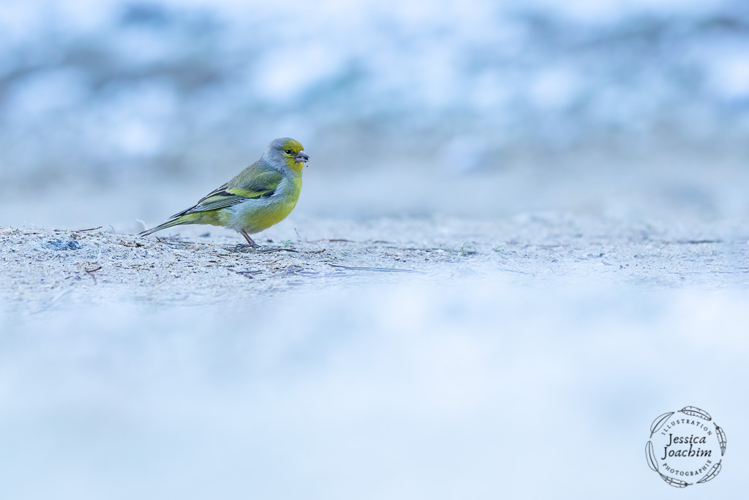 Venturon montagnard, mai 2021, Aston 09 &copy; Jessica Joachim