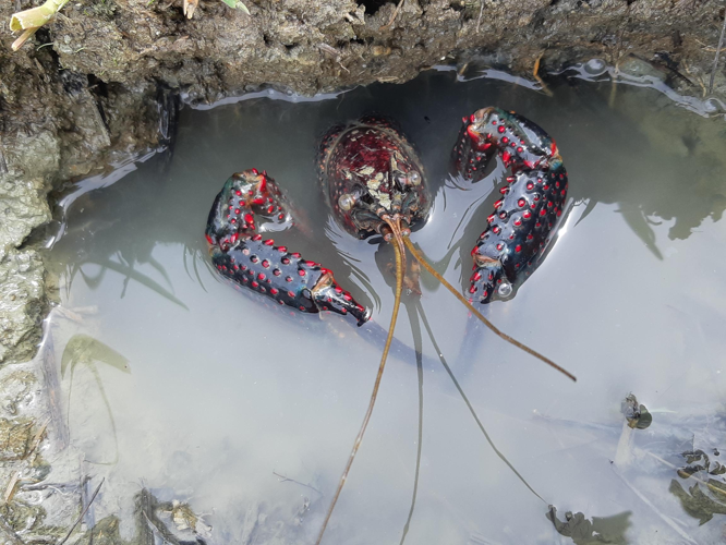 Procambarus clarkii ad., août 2023, Frouzins 31 &copy; Ghislain Riou