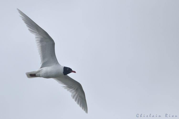Mouette mélanocéphale ad, 16 Juil. 2023, Leucate 11 &copy; Ghislain Riou
