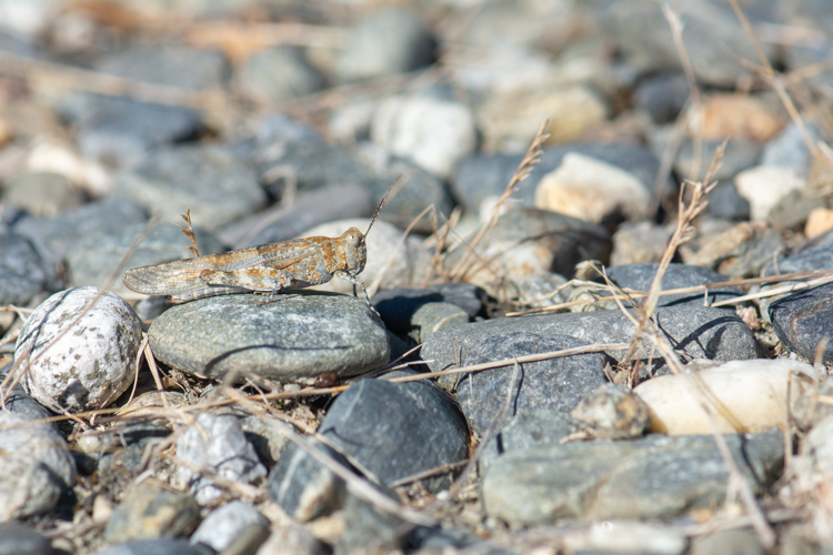 Sphingonotus "caerulans" = sp., Oct. 2018, Toulouse 31 &copy; Romain Baghi