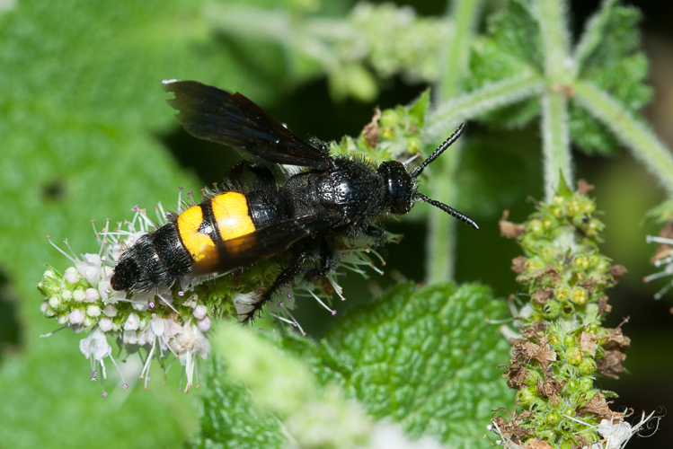 Scolia hirta, 23 août 2017, Terre-de-Bancalié 81 &copy; Jessica Joachim