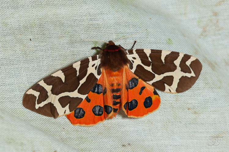 Arctia caja &copy; Jessica Joachim