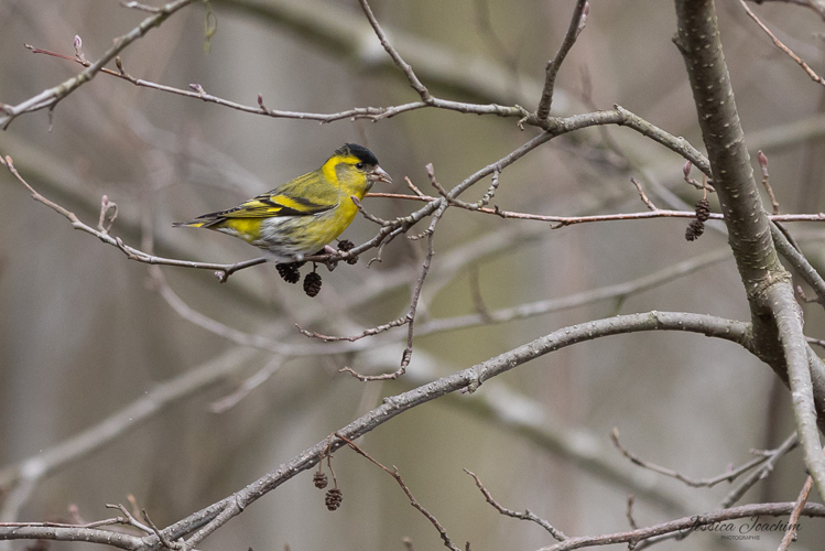 Tarin des aulnes, mars 2023, Mazères 09 &copy; Jessica Joachim