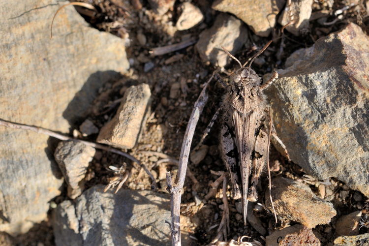 Acrotylus fischeri, 10 sept. 2023, Saillagouse 66 &copy; Ghislain Riou