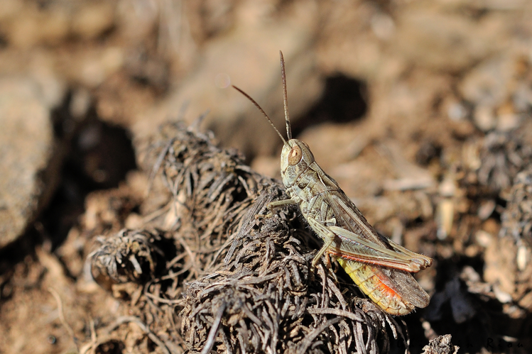 Gomphocerippus mollis mâle, 9 sept. 2023, Dorres 66 &copy; Ghislain Riou