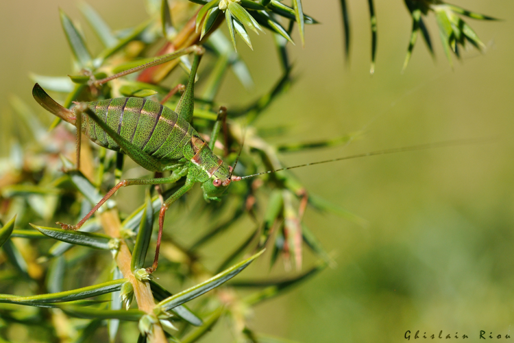 Leptophyes punctatissima fem, 9 sept. 2023, Dorres 66 &copy; Ghislain Riou