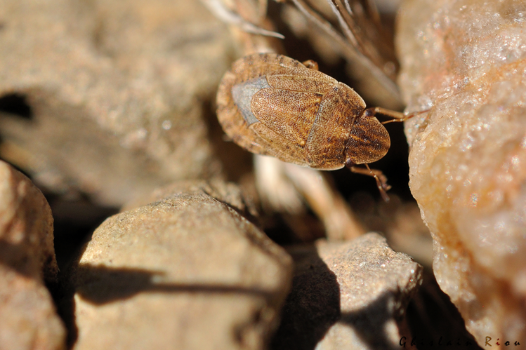 Sciocoris cursitans, 9 sept. 2023, Dorres 66 &copy; Ghislain Riou