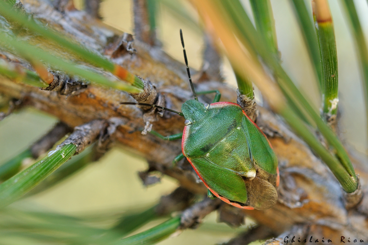 Chlorochroa reuteriana, 9 sept. 2023, Dorres 66 &copy; Ghislain Riou