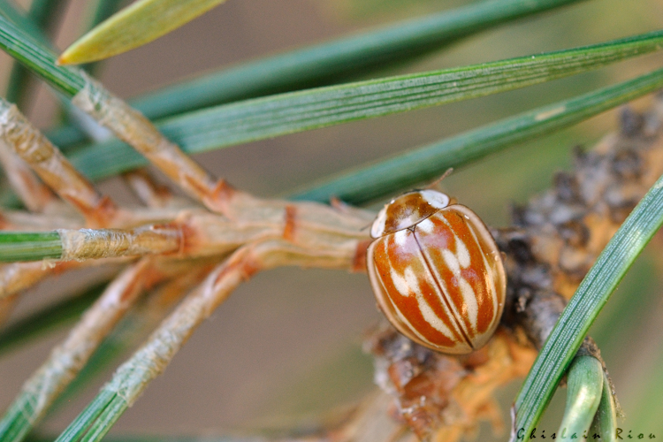 Myzia oblongoguttata, 9 sept. 2023, Dorres 66 &copy; Ghislain Riou