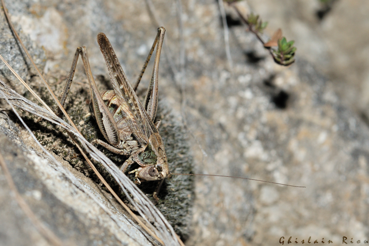 Platycleis albopunctata fem. en ponte, 9 sept. 2023, Llo 66 &copy; Ghislain Riou